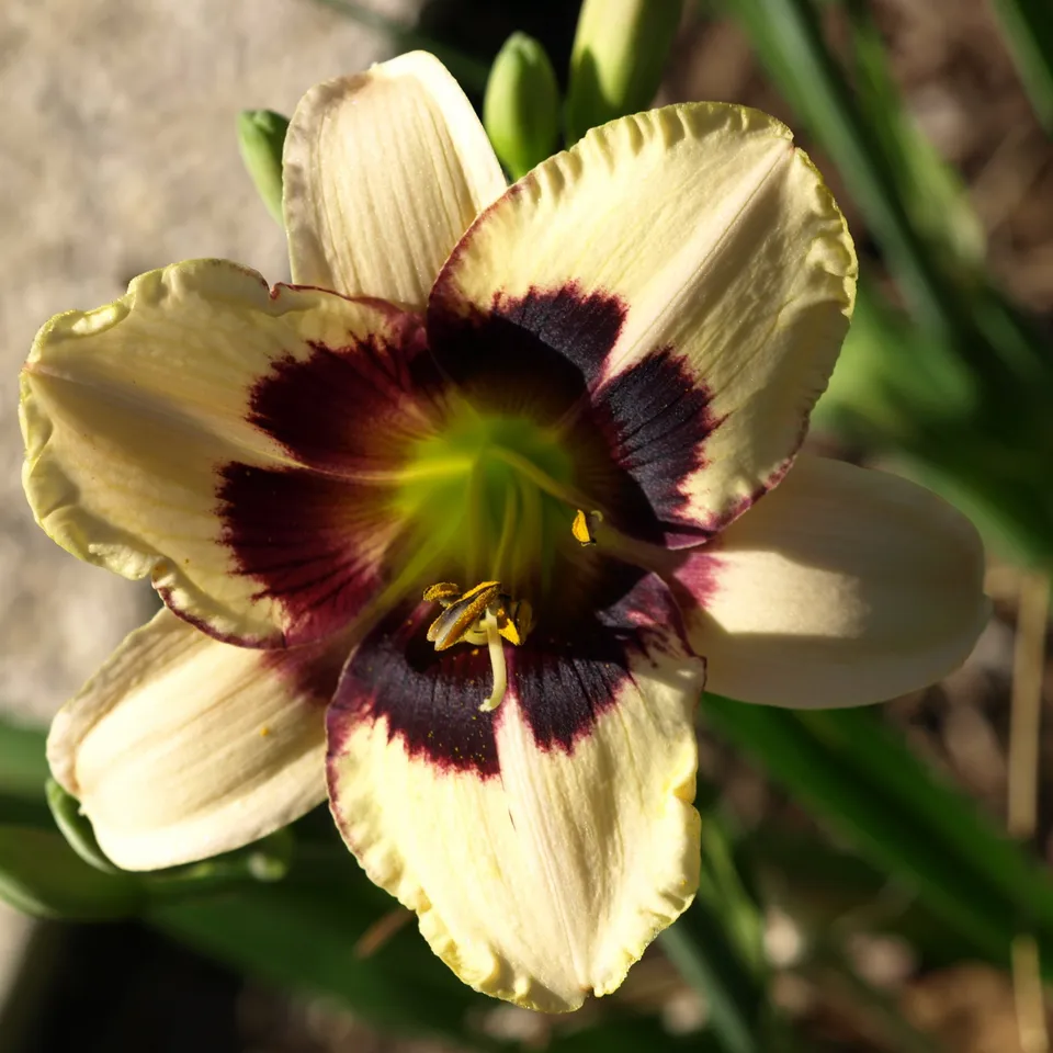Passion Vivaces Hemerocallis ‘Masquarade’ hémérocalle 1 L crème