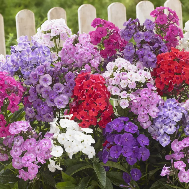 Bakker Phlox paniculata mélange 5 racines nues parfumé