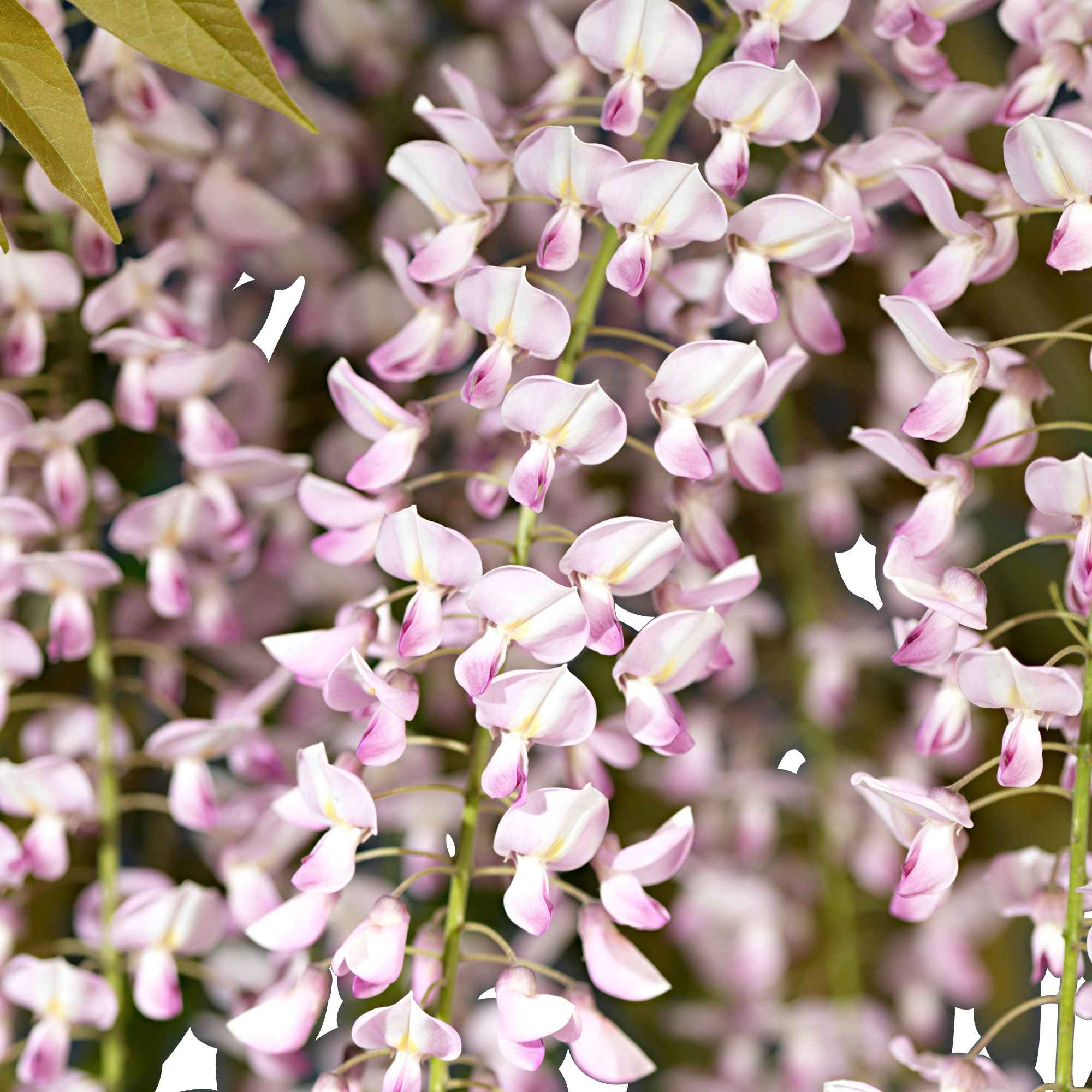 Bakker Glycine rose Wisteria sinensis Rosea plante grimpante pot 2L