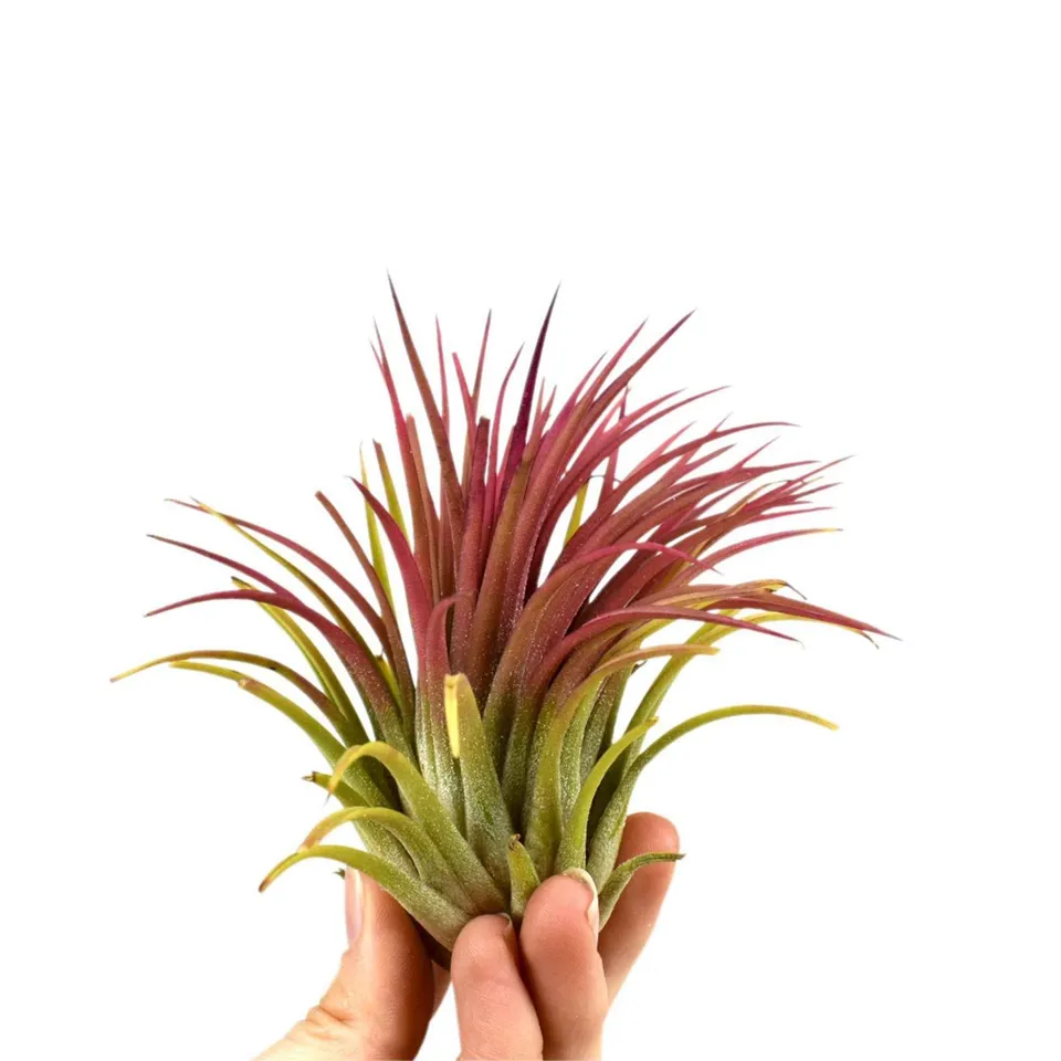 Bakker Bromélia Tillandsia ionantha plante aérienne rouge