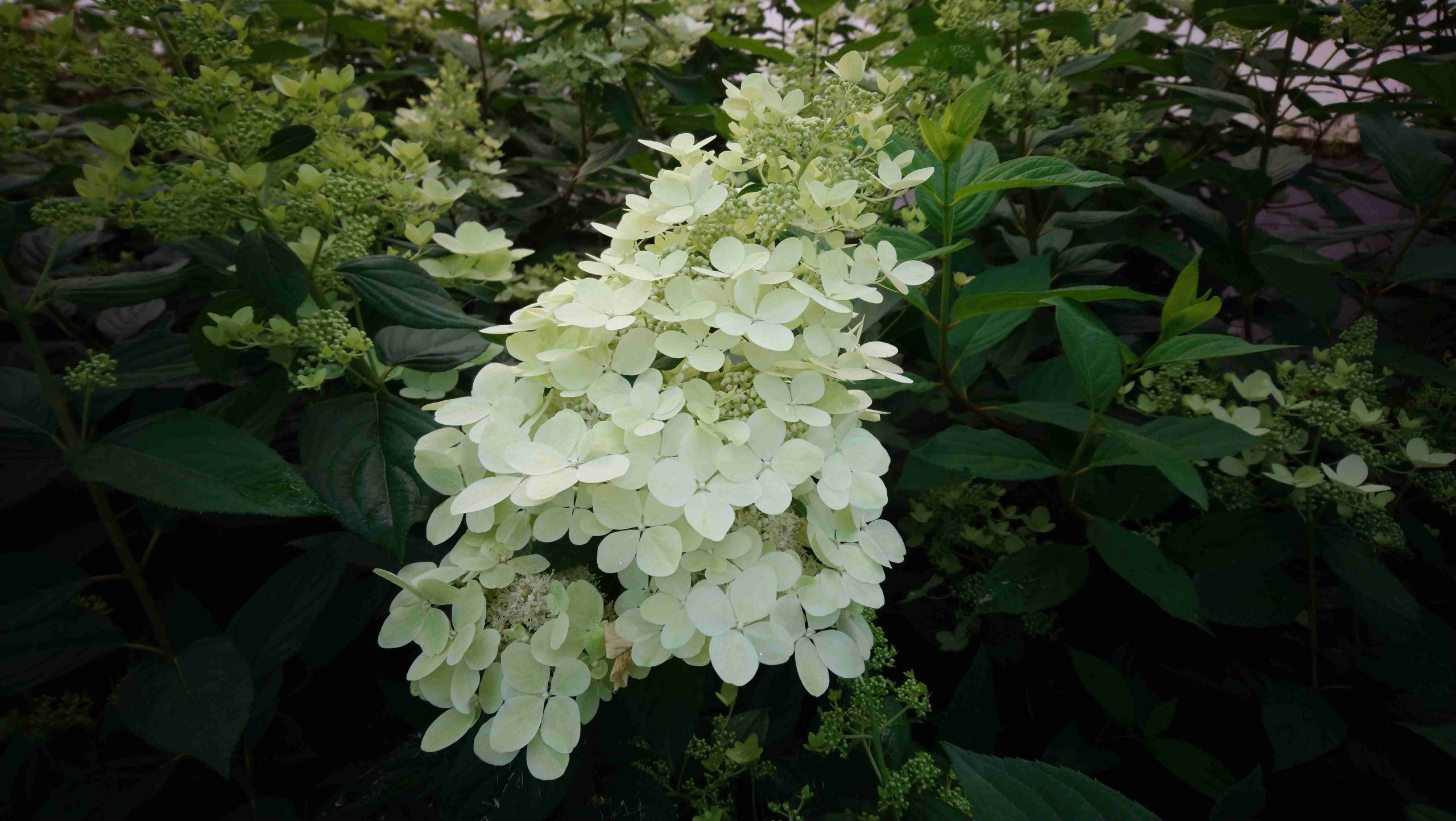 Les Hortensias du Haut Bois Confetti hortensia paniculata godet
