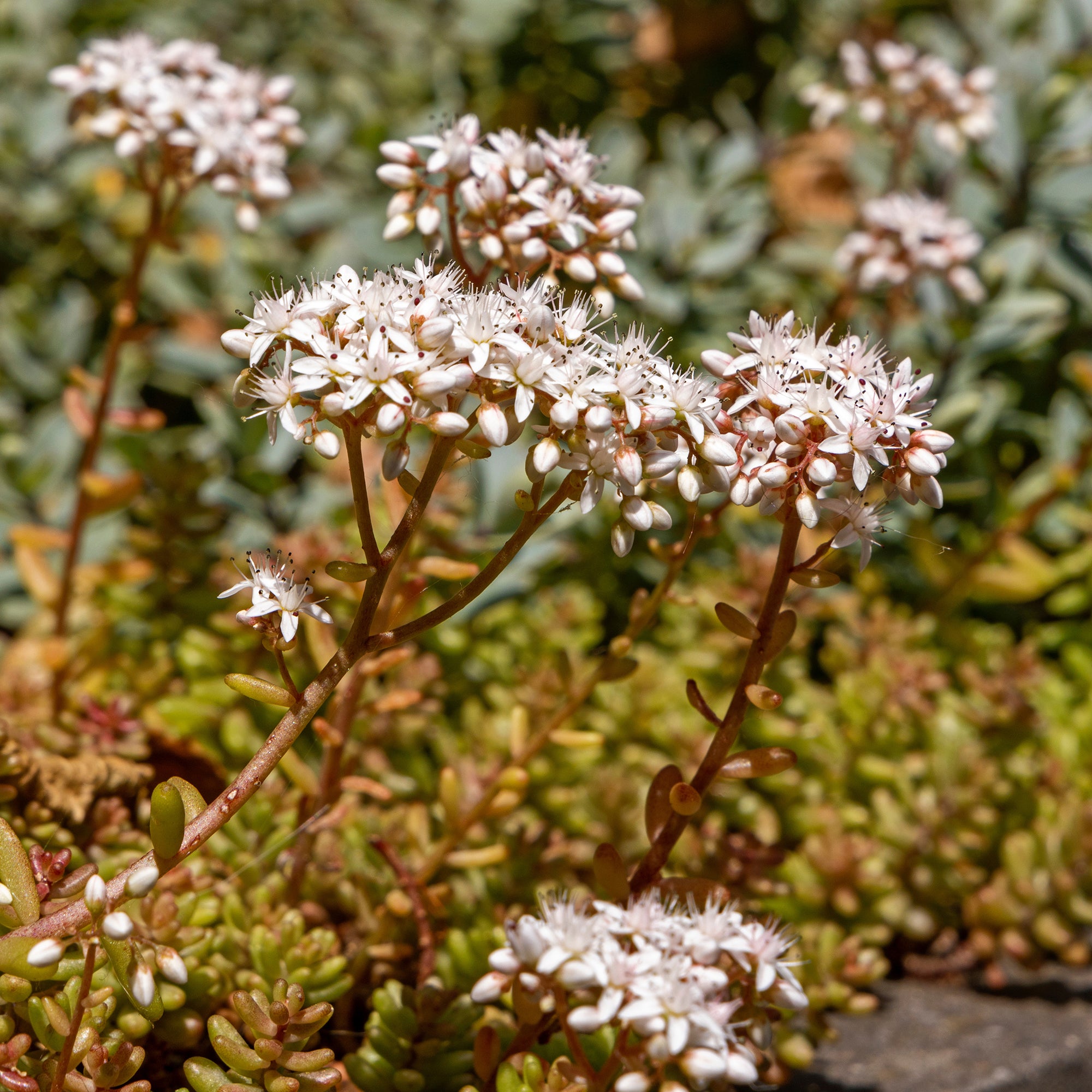 Bakker Plantes vivaces Coral Carpet sedum couvre-sol pot 9cm