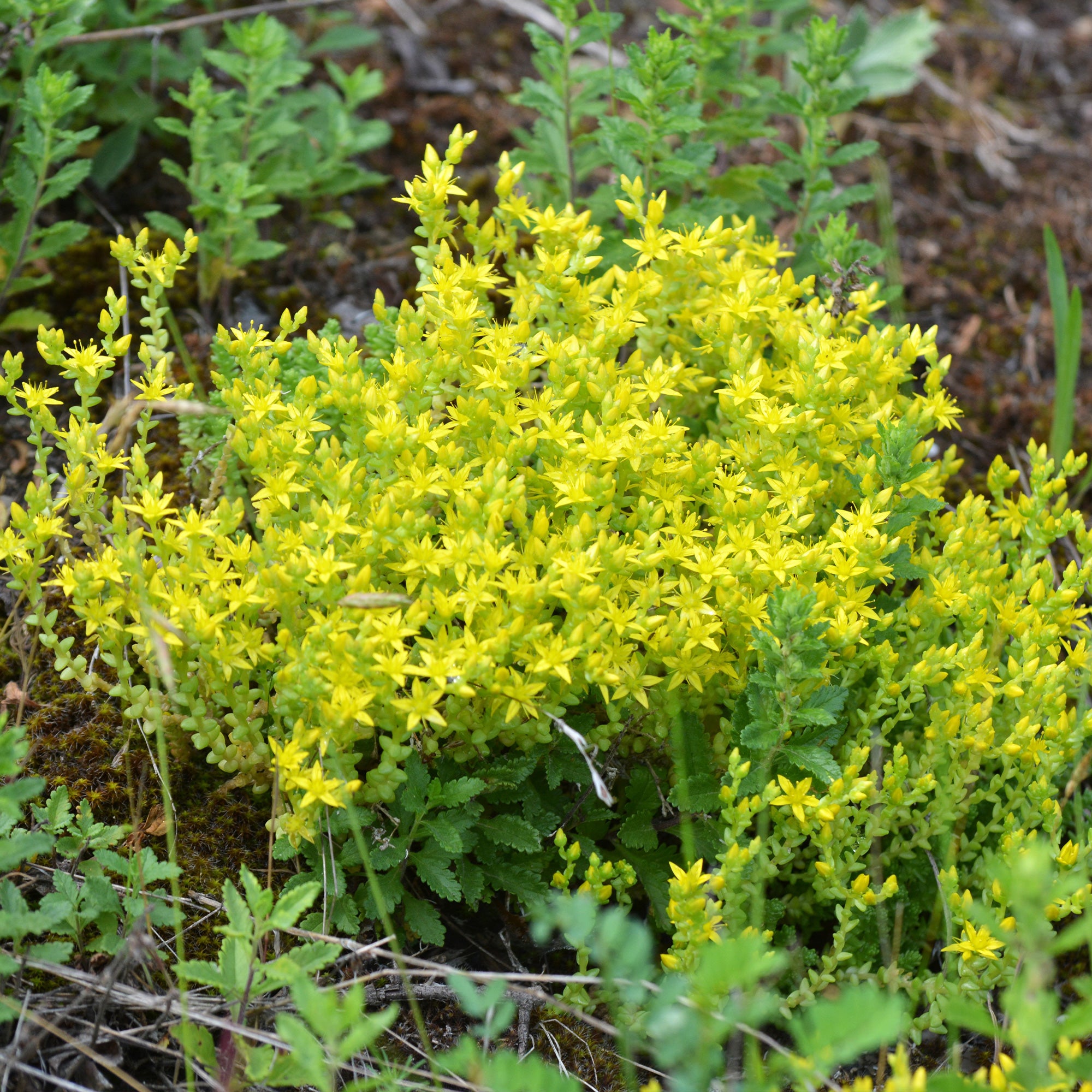 Bakker Sedum acre 2 pots 9cm couvre-sol jaune
