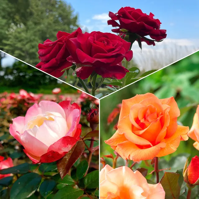 Bakker Rosiers Collection 3 Rosiers sans entretien racines nues