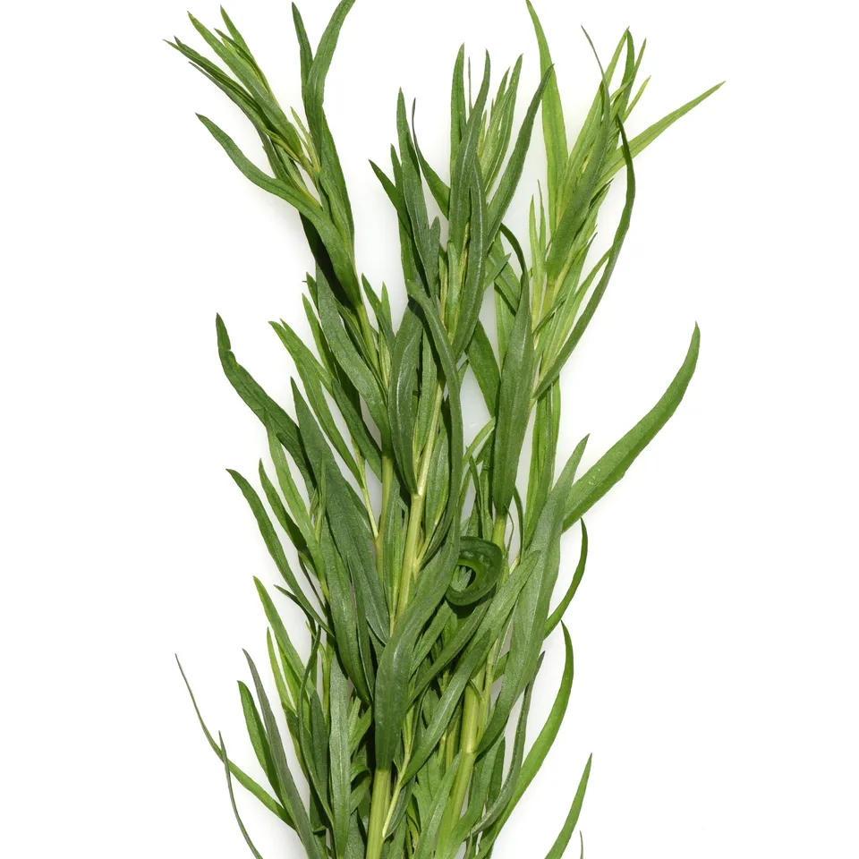 Bakker Estragon Français plant aromatique Ø 13cm