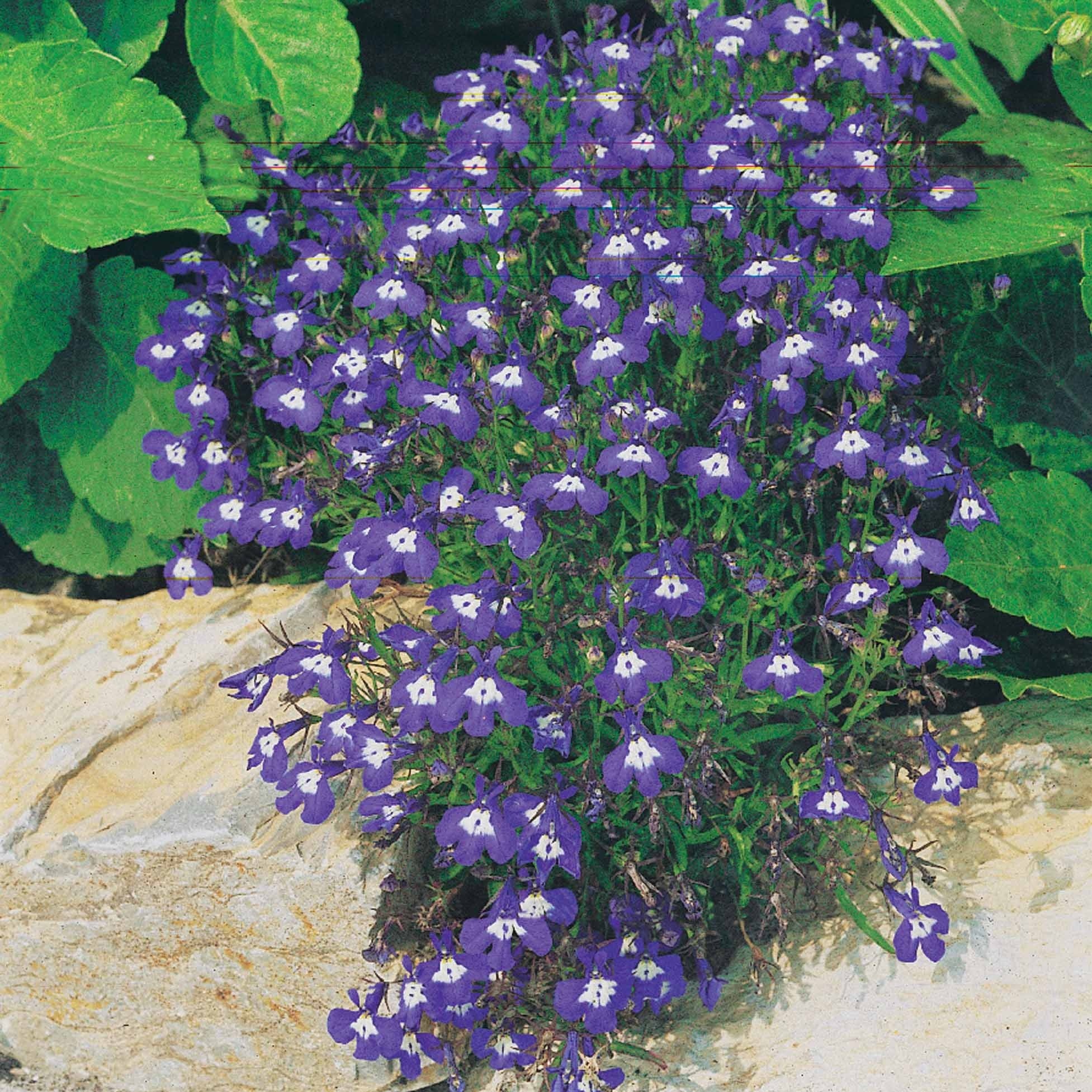 Bakker 3 Vivaces pastel Verbena Pelargonium Lobelia 3 pots