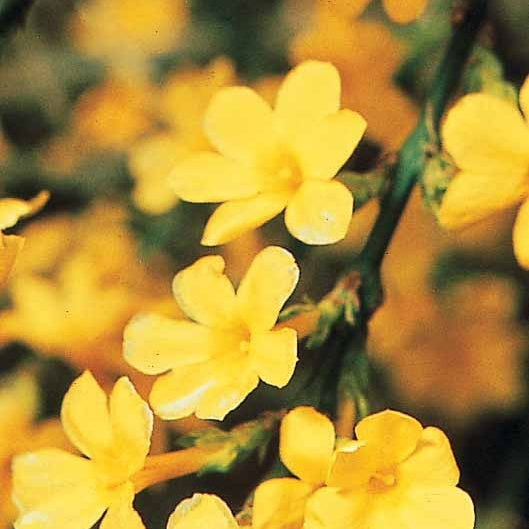 Bakker Jasmin hiver nudiflorum pot 2L 30-40cm