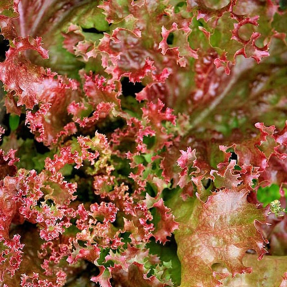 Bakker Lollo Rossa laitue bio frisée rouge sachet 450 graines
