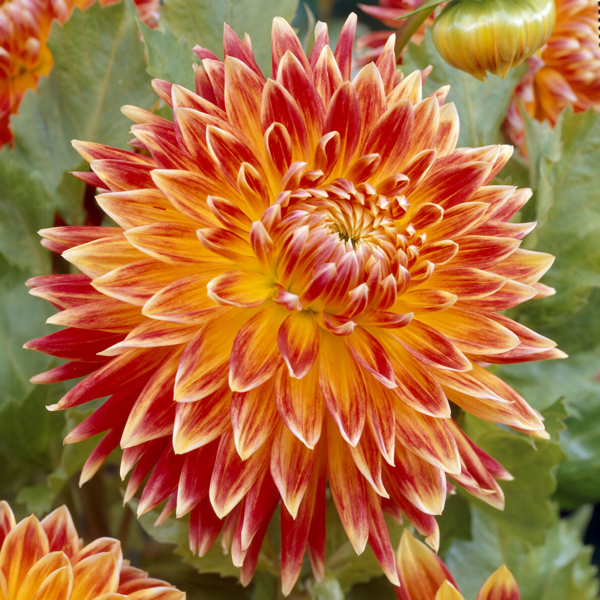 Bakker Dahlia Akita bulbe fleur géante rouge blanc calibre I+