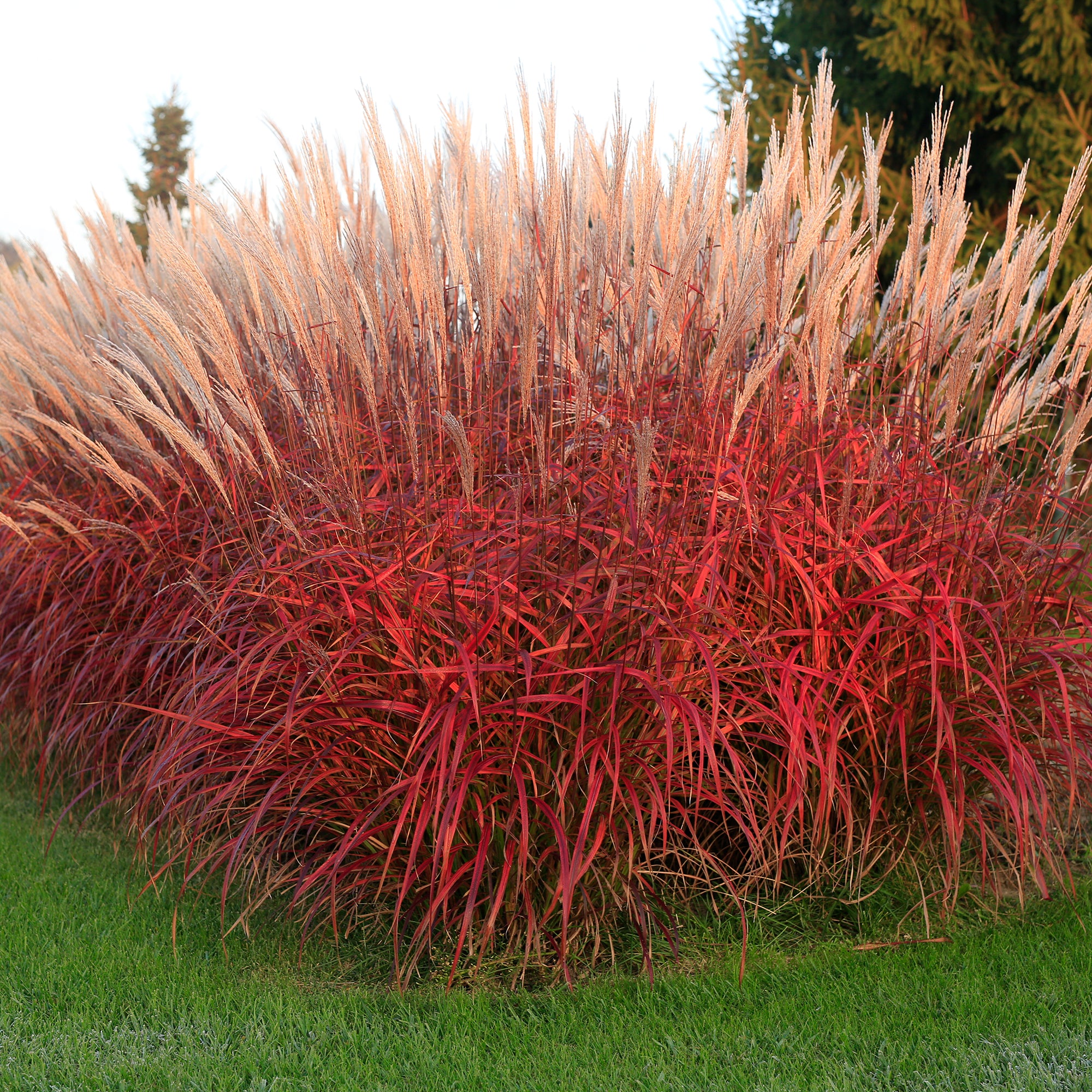 Bakker Eulalie Lady in Red graminée pot 9cm plumeaux rouges