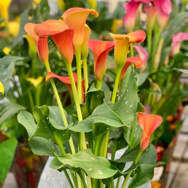 Bakker Peach Pearl Calla Bulbe à Fleurs Lot 2 Orange