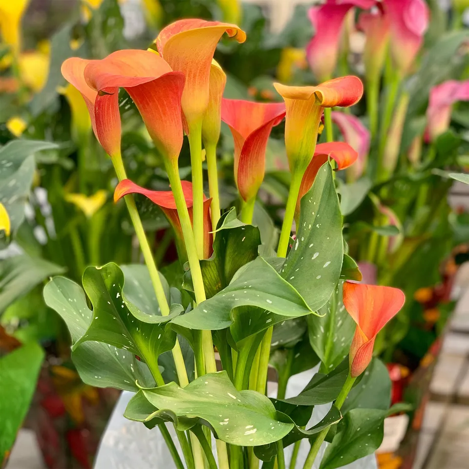 Bakker Peach Pearl Calla Bulbe à Fleurs Lot 2 Orange