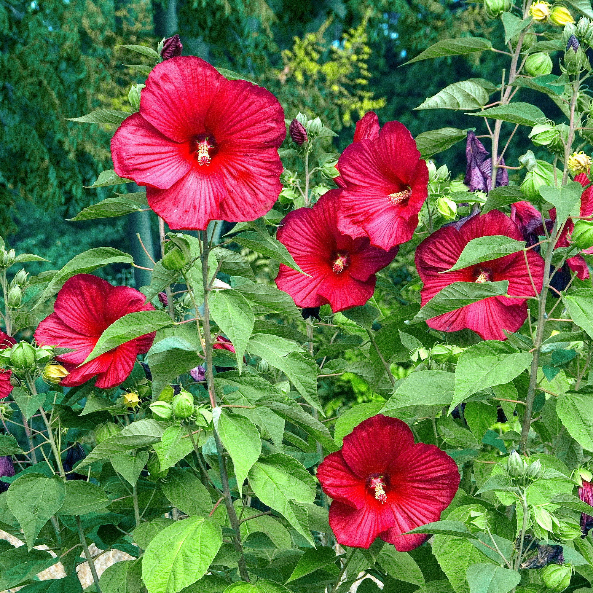 Bakker Arbustes Hibiscus Luna Red arbuste pot 10cm géant