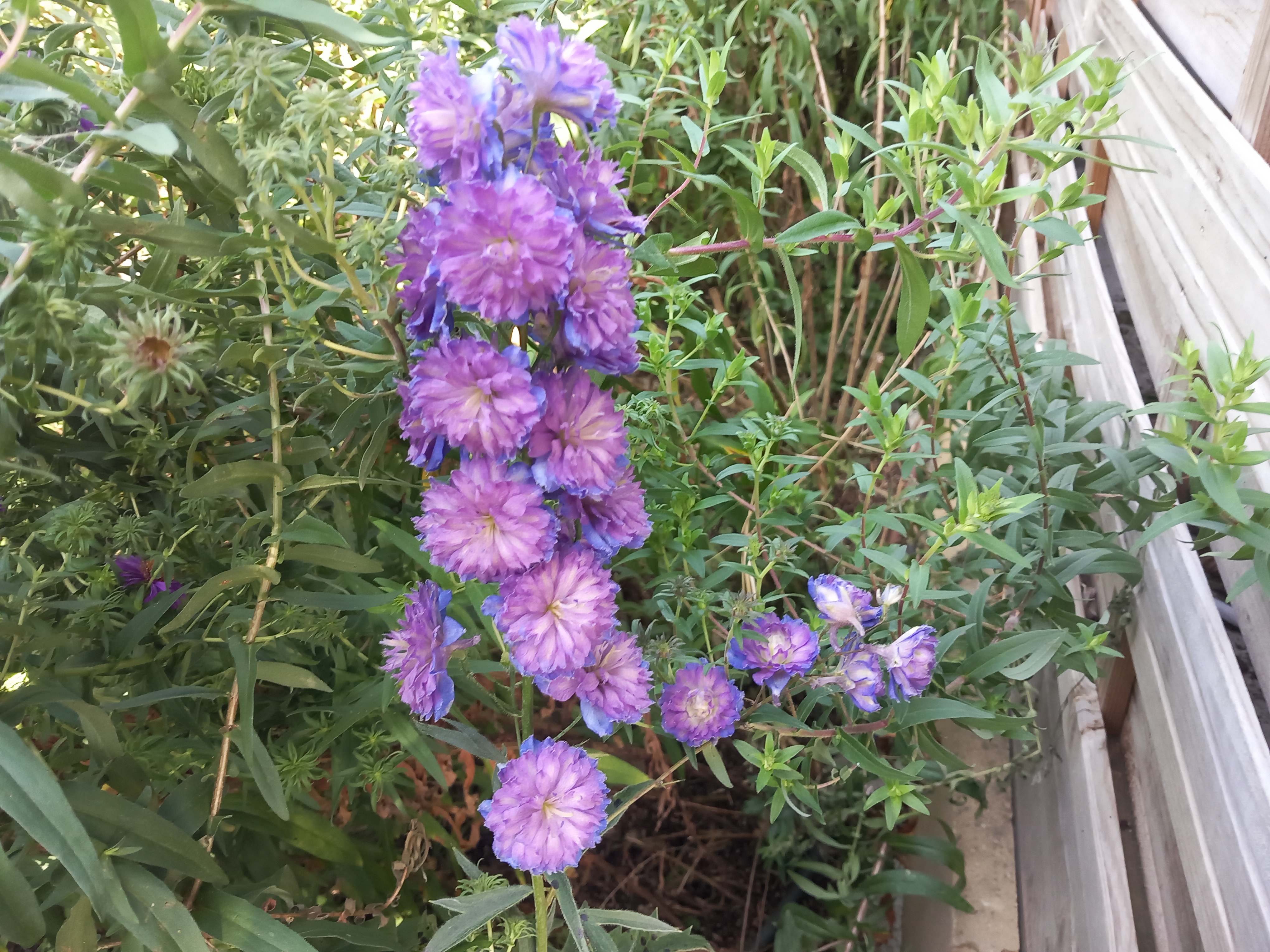 Passion Vivaces Delphinium Sweet Sensation vivace pot 1L bleu