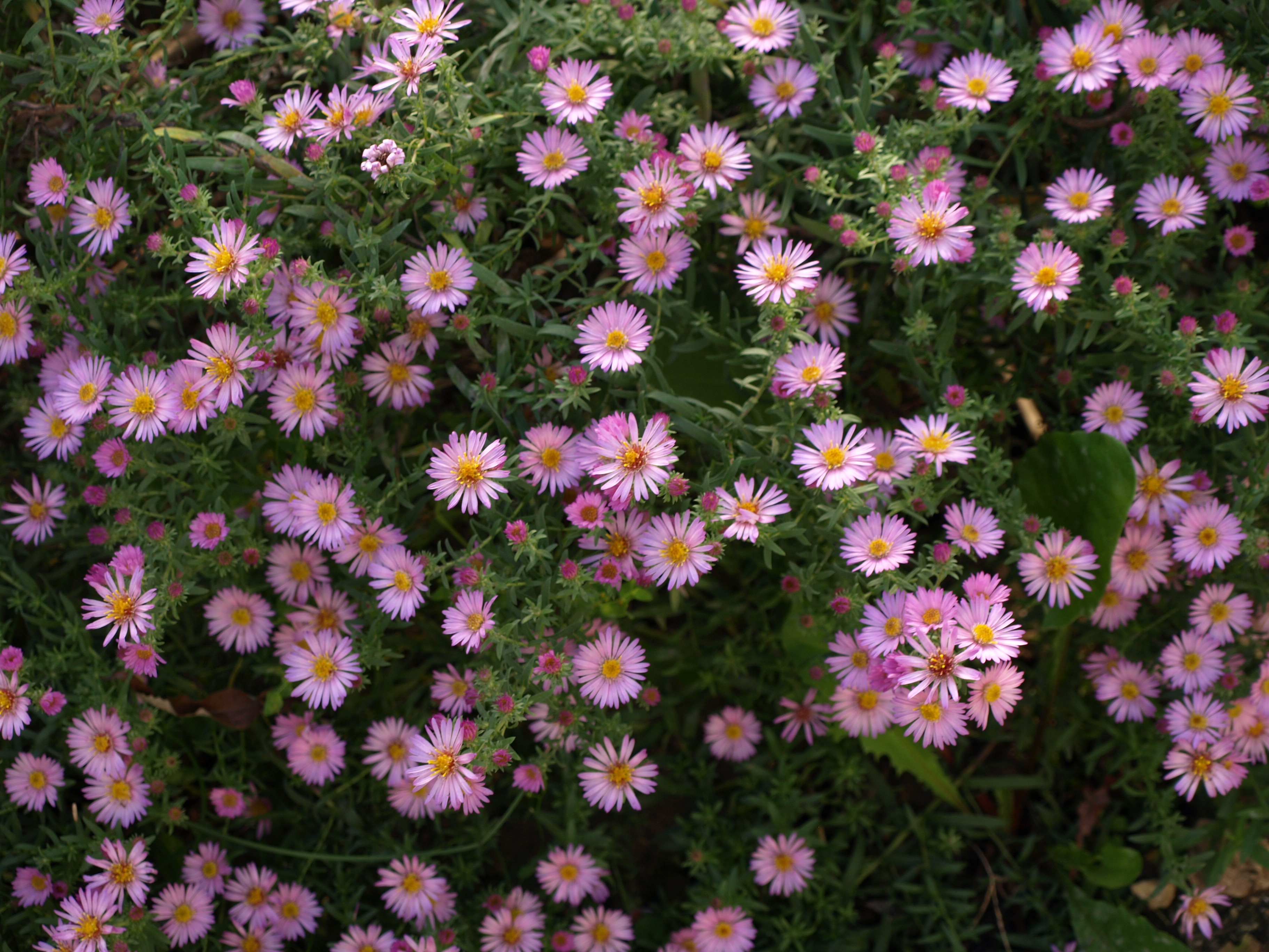 Passion Vivaces Aster ericoides Rosa Rauhreif fleur rose godet