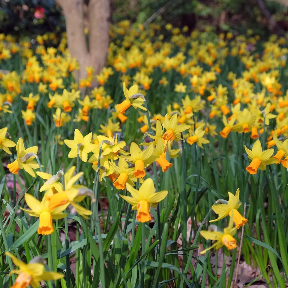 Bakker Mini-narcisse Jet Fire bulbe jaune 5 bulbes
