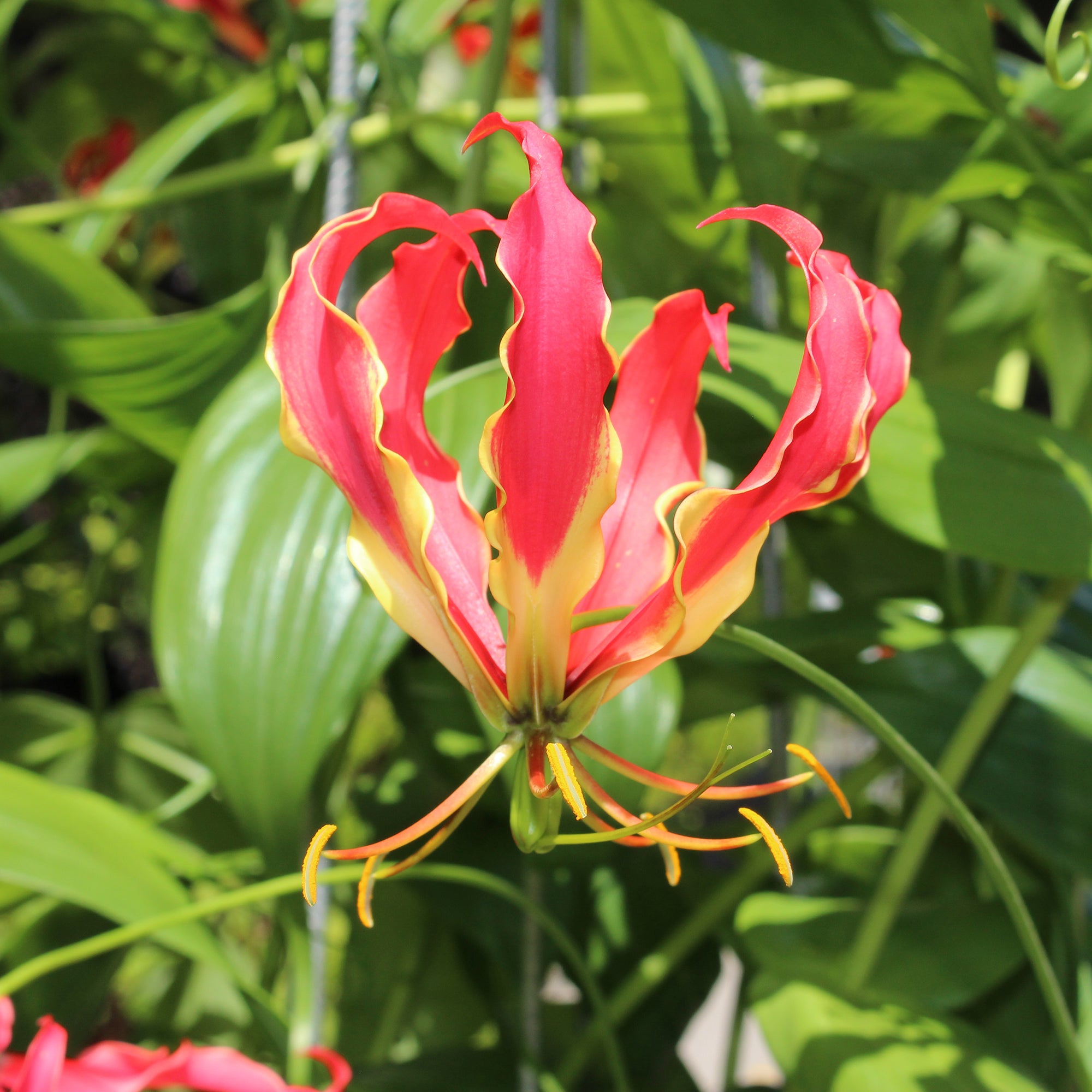 Bakker Gloriosa Carsonii Lis de Malabar bulbe sachet 1 rouge