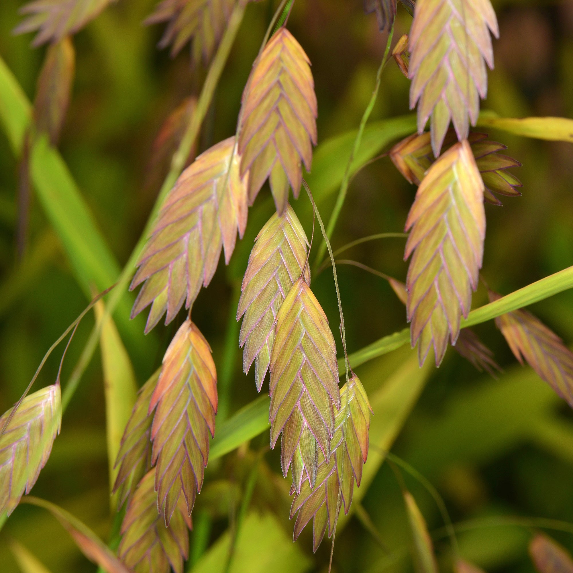 Bakker Chasmanthium latifolium graminée pot Ø9cm mi-ombre