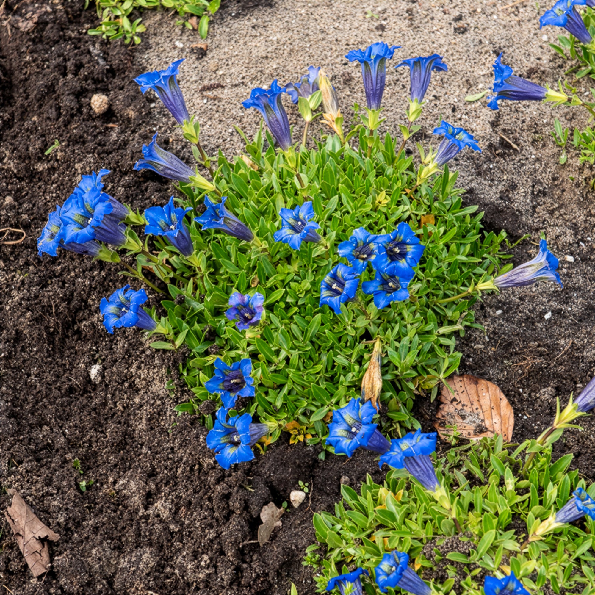 Bakker Gentiane acaule vivace pot 9cm fleurs bleues tapis