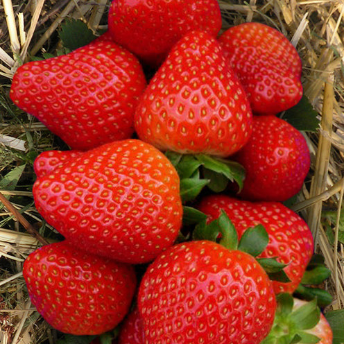 Bakker Sonata fraisier 10 racines nues sucré