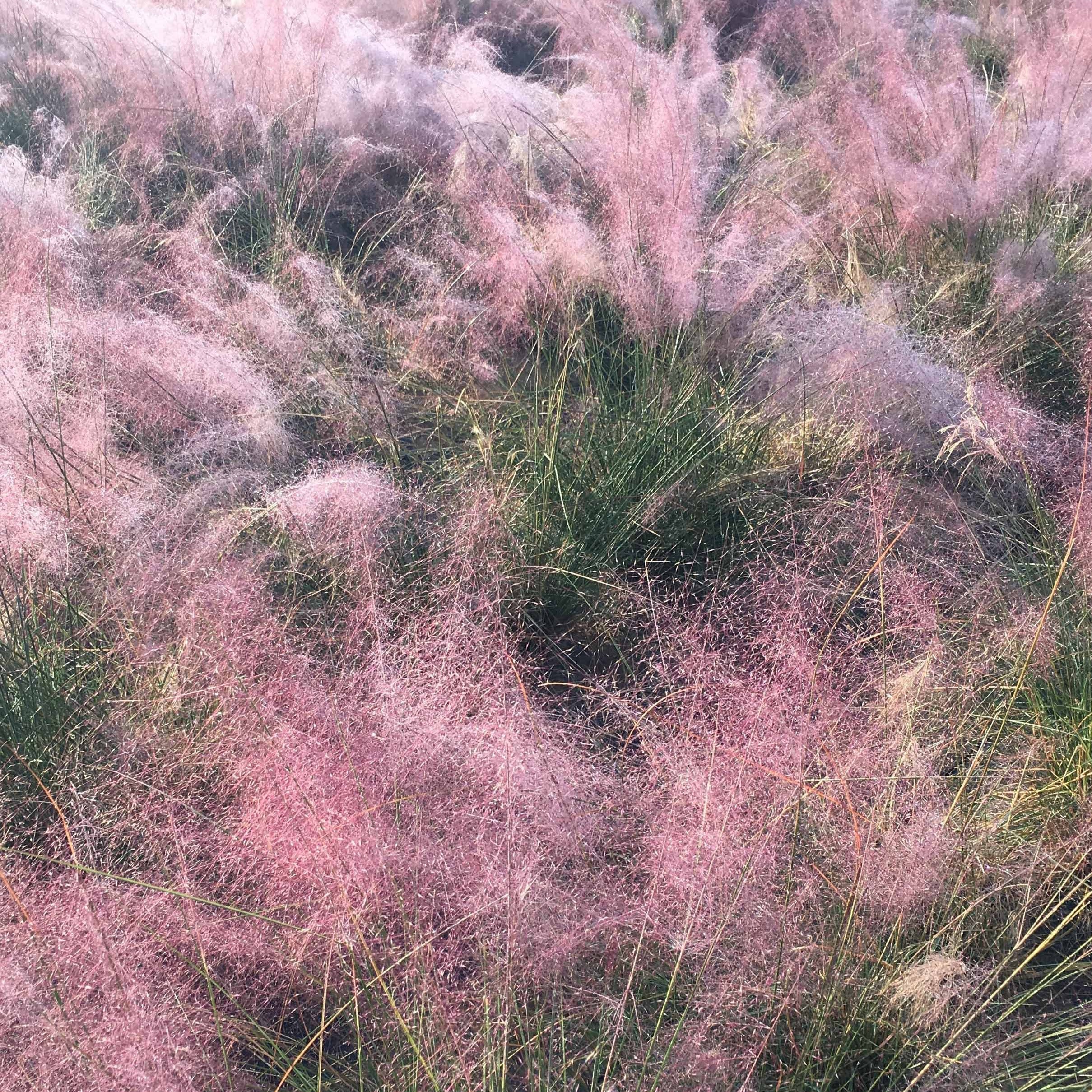 Bakker Muhlenbergia herbe aux épis roses 2 pots 9cm