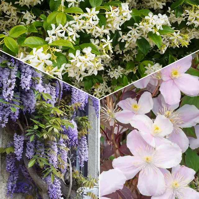Bakker collection 3 plantes grimpantes pots 1,5-2L
