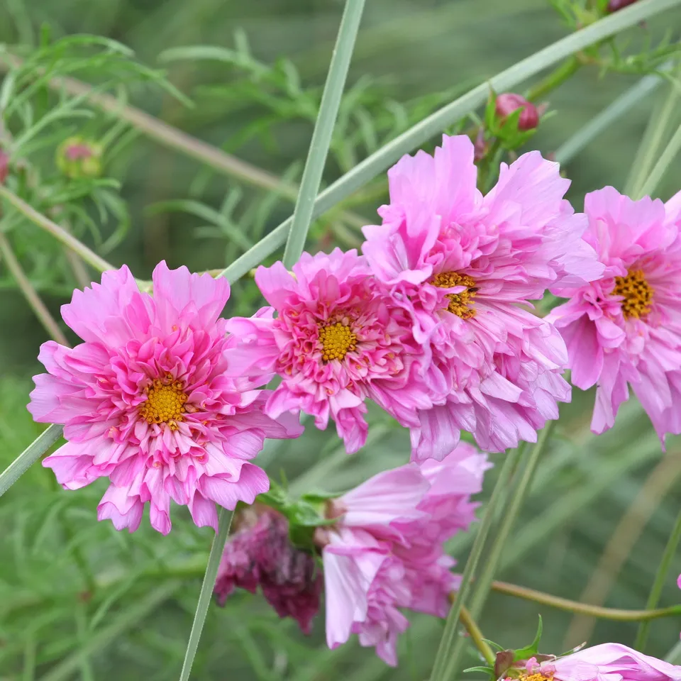 Bakker Cosmos Double Dutch Rose graines 1g rose