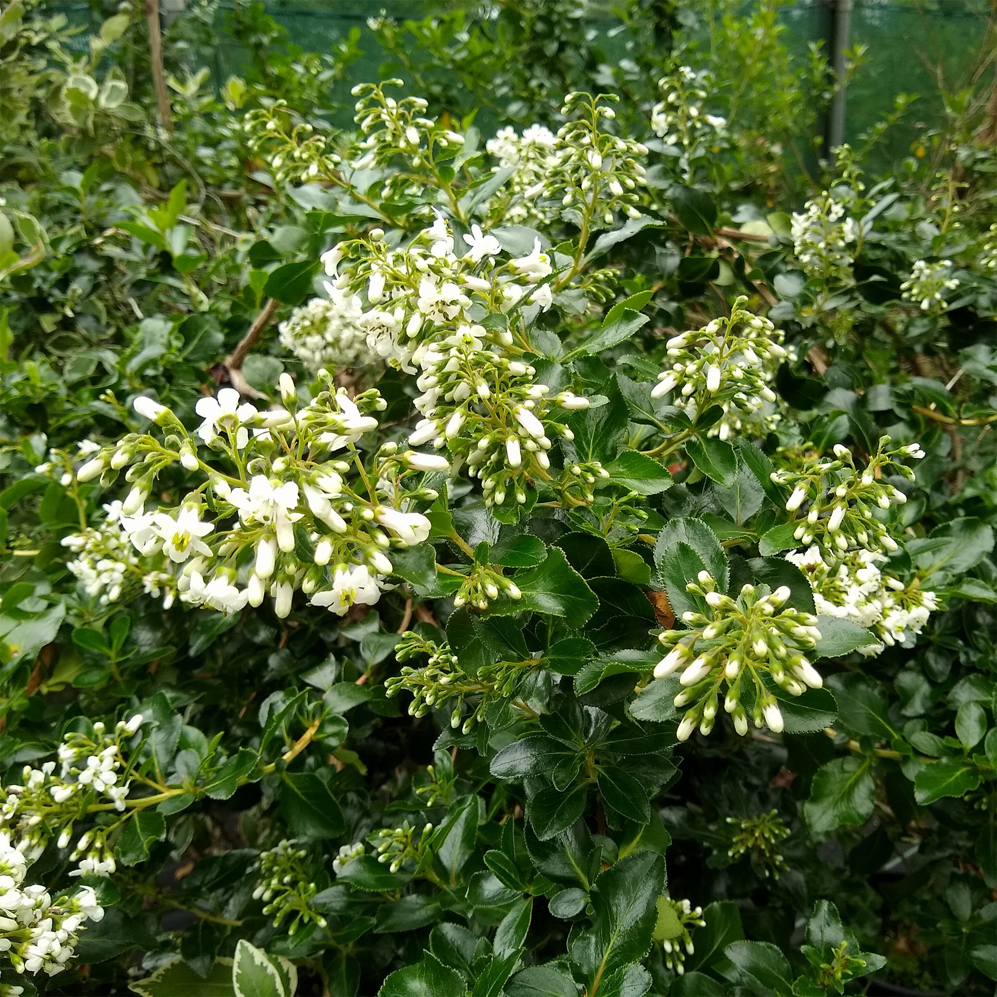 Bakker Escallonia Iveyi arbuste persistant godet Ø9cm blanc