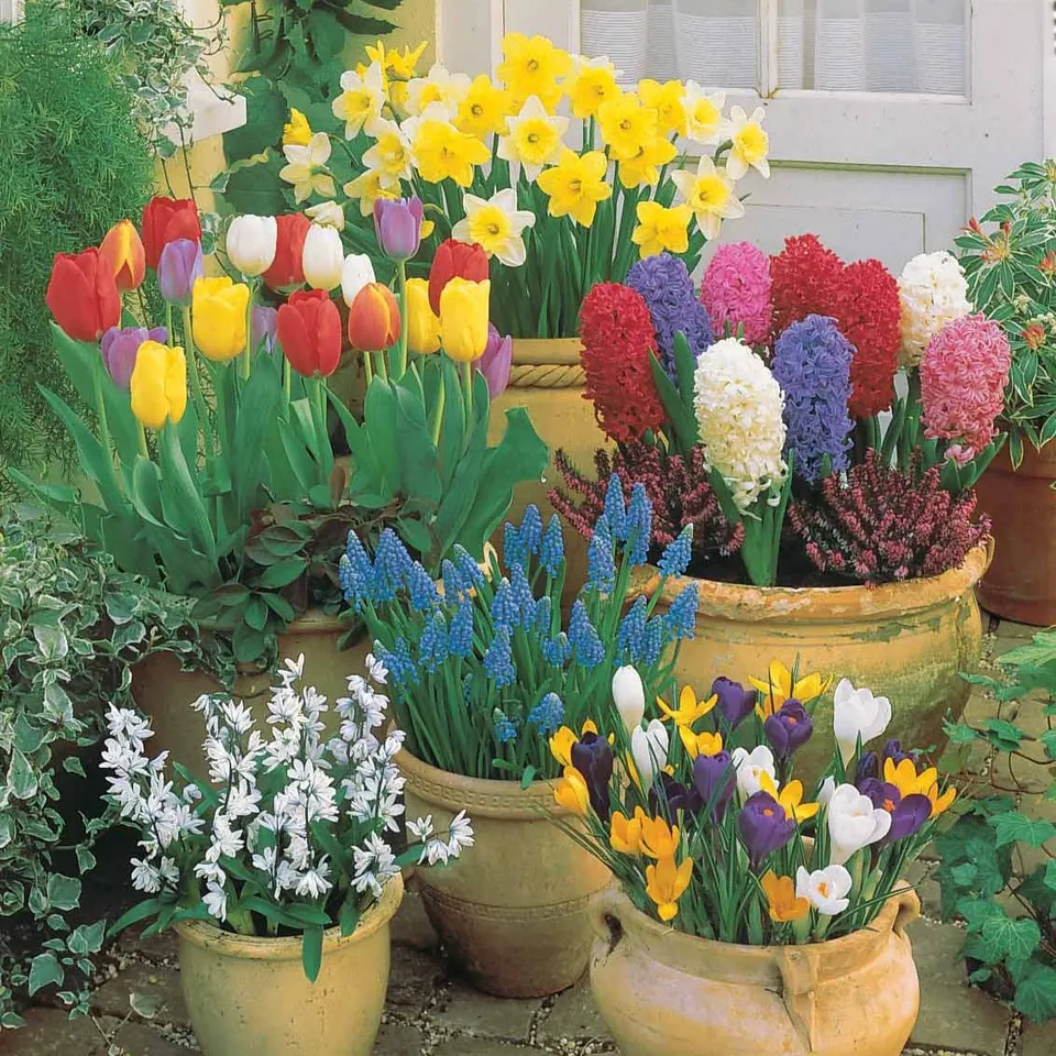 Bakker Collection 75 bulbes fleurs terrasse jardin mélange