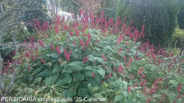 PERSICARIA amplexicaulis Caliente plante vivace rouge magenta