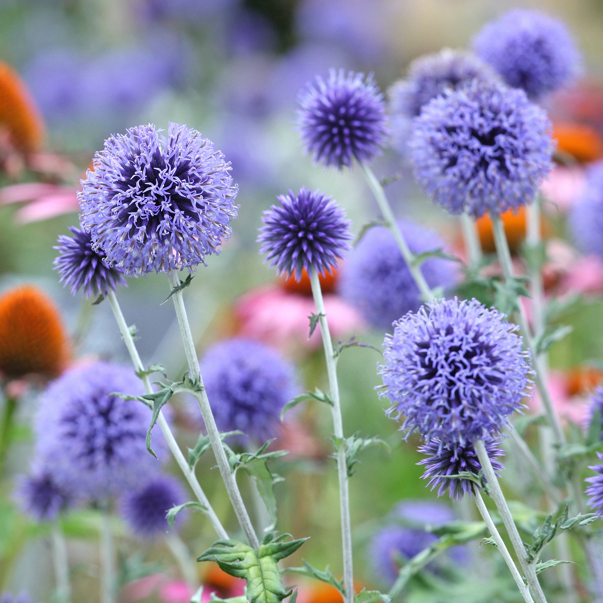 Bakker Veitch's Blue boules azurées pot 9cm bleu acier