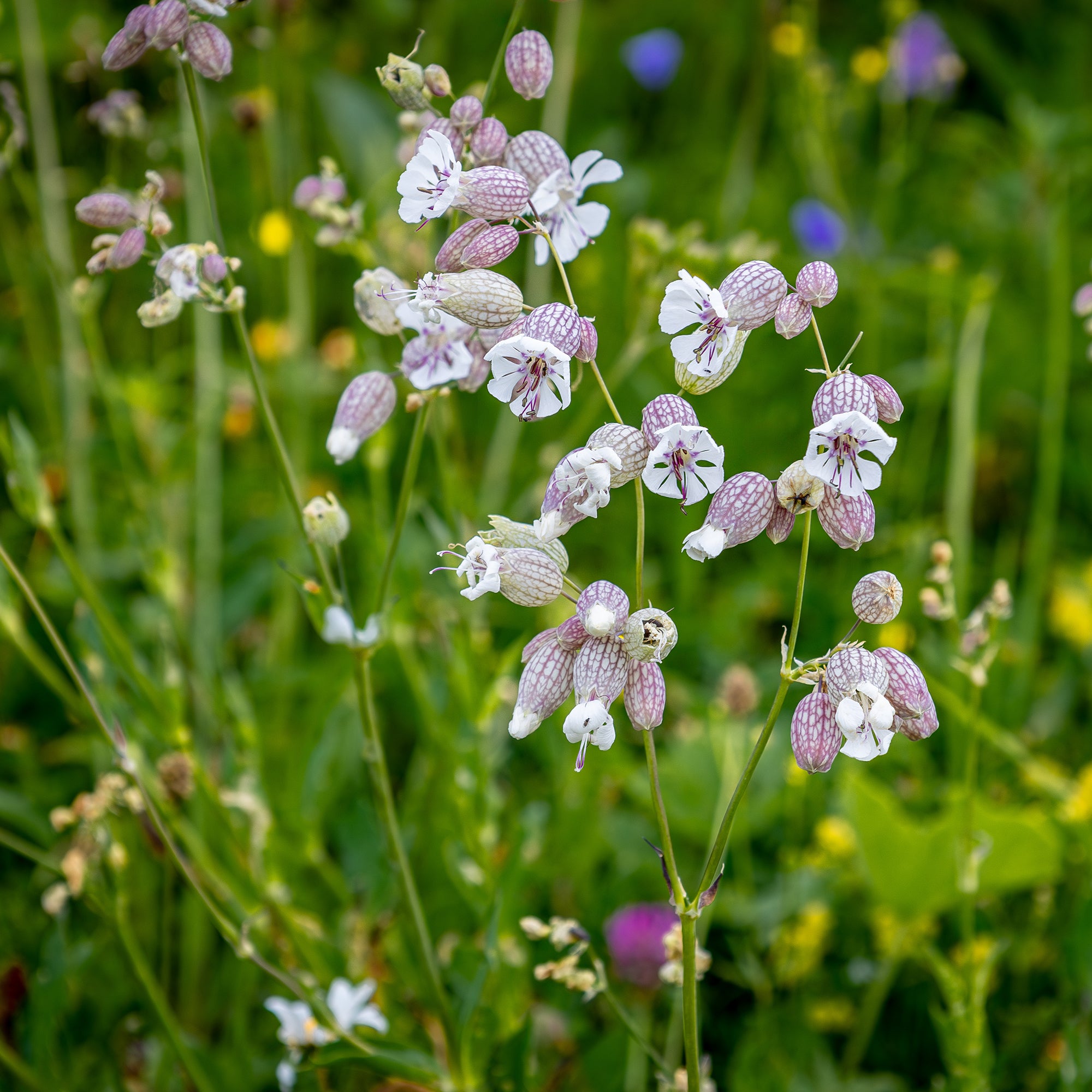 Bakker Potager Silène enflé graines fleurs sachet 1g blanc mellifère