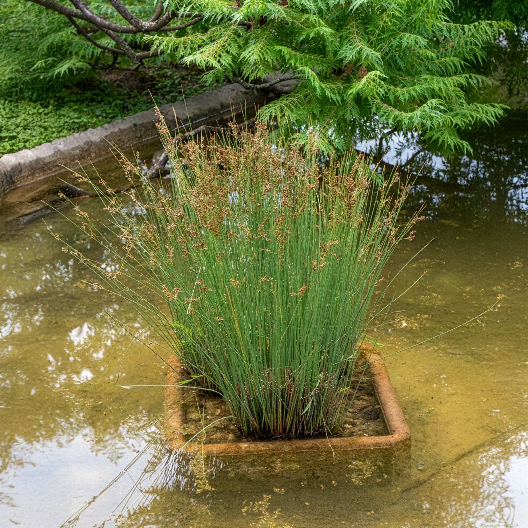 Bakker Jonc épars plante de bassin pot 8cm berge
