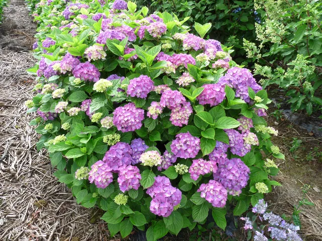Les Hortensias du Haut Bois Lemmenhoff hortensia fleurs rondes godet