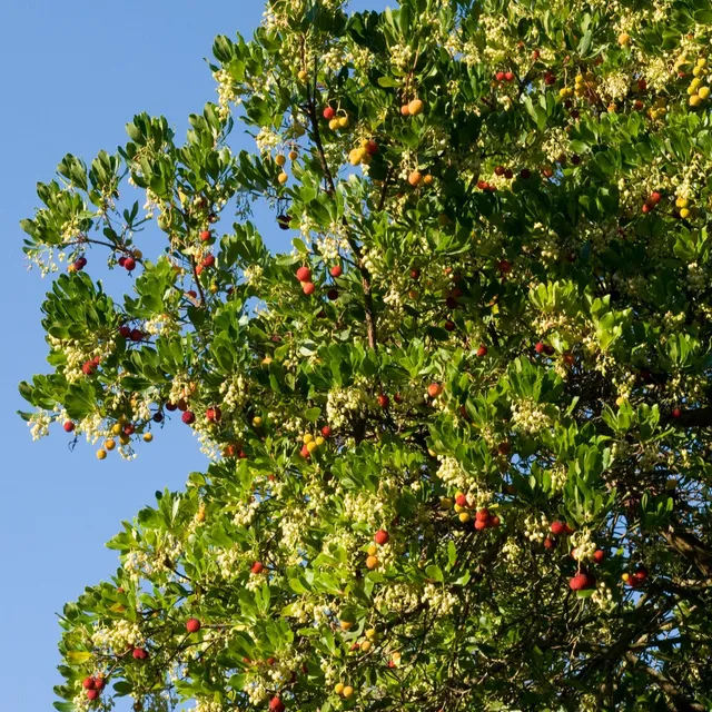 Bakker Arbousier Arbutus unedo pot 9cm 15-20cm persistant