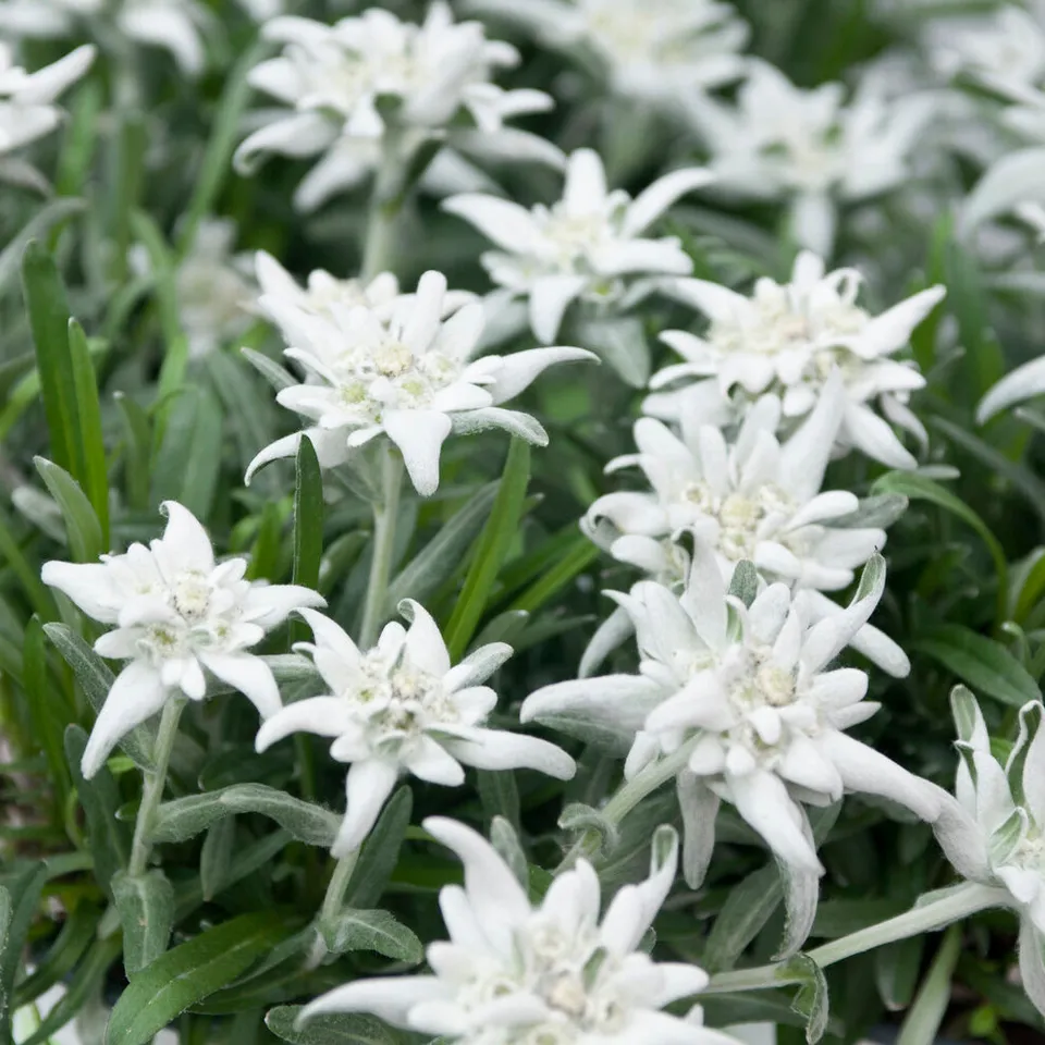 Bakker Edelweiss des Alpes vivace pot 9cm blanc rocaille