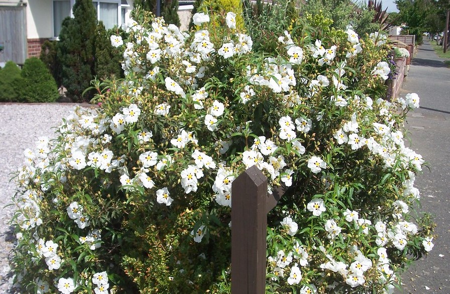 Passion Vivaces Cistus purpureus Alan Fradd arbuste pot 1 L fleur blanche