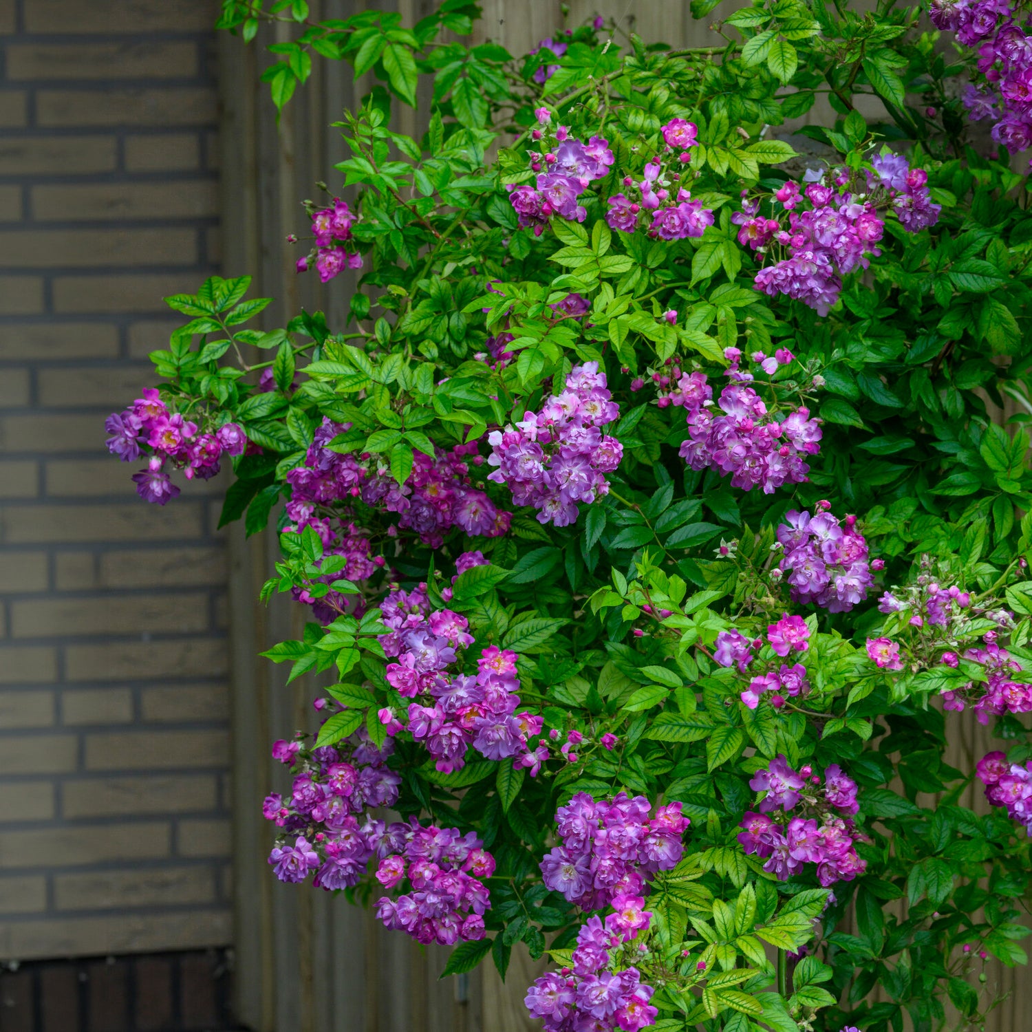 Bakker Veilchenblau rosier bleu violet tige 140cm