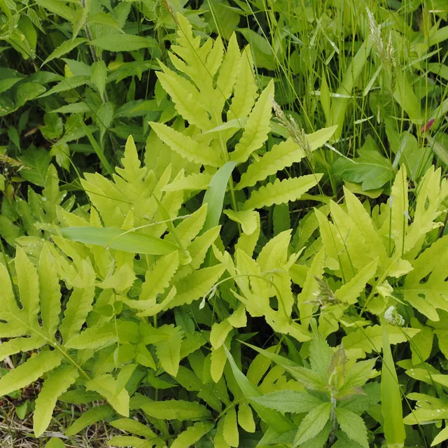Bakker Onoclea fougère vivace pot Ø9cm ombre humide
