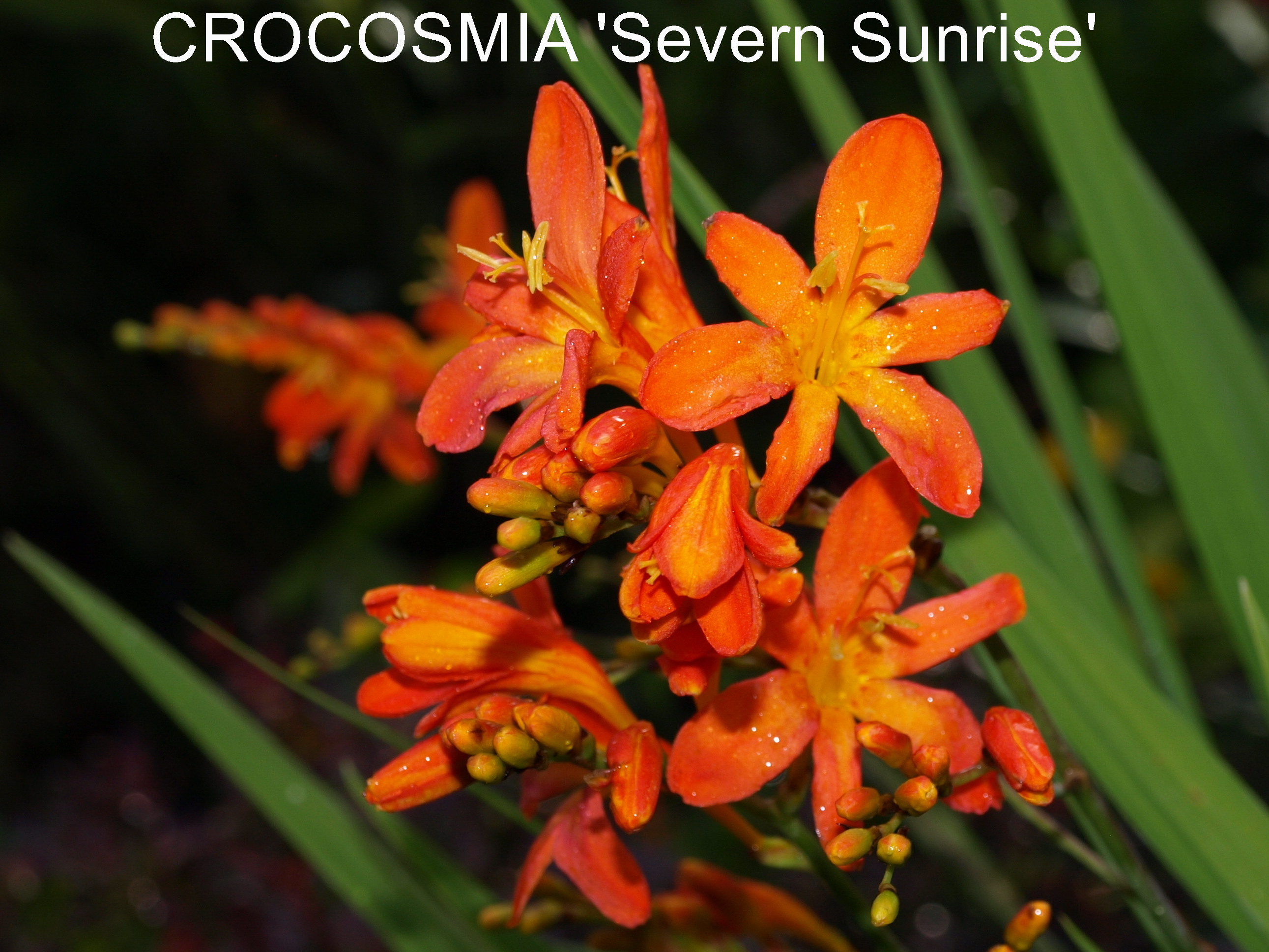 Passion Vivaces Crocosmia Severn Sunrise plante godet fleurs orange
