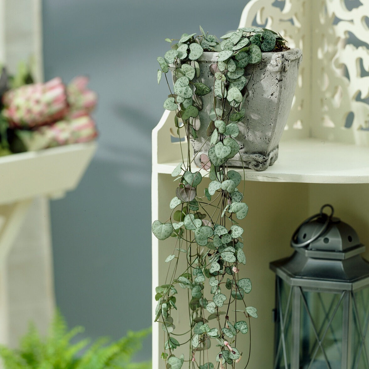 Bakker Chaîne des cœurs Ceropegia pot Ø 11cm retombante