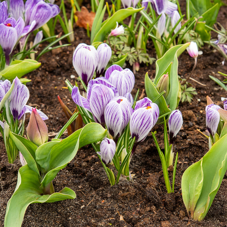 Bakker Crocus Pick Wick bulbe violet 15 bulbes février