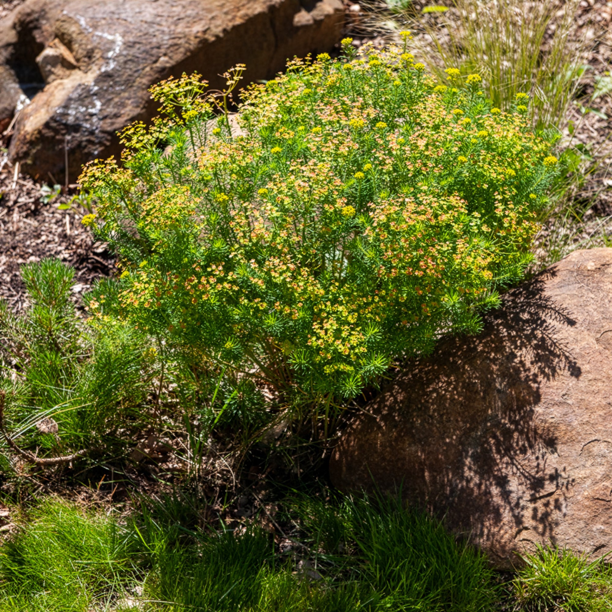 Bakker Euphorbe petit-cyprès pot 8cm jaune