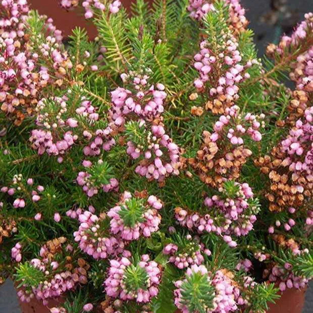 Bakker St Keverne bruyère vagabonde pot 8cm rose été