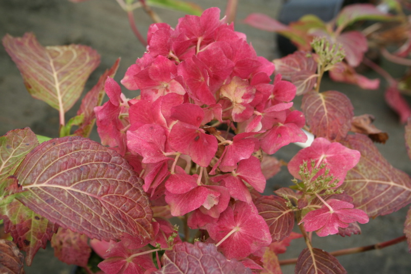 Les Hortensias du Haut Bois Deutschland hortensia pot 3L