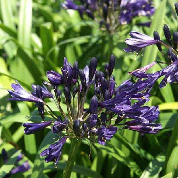 Bakker Agapanthe Pitchoune Violet vivace pot 8cm fleur violette