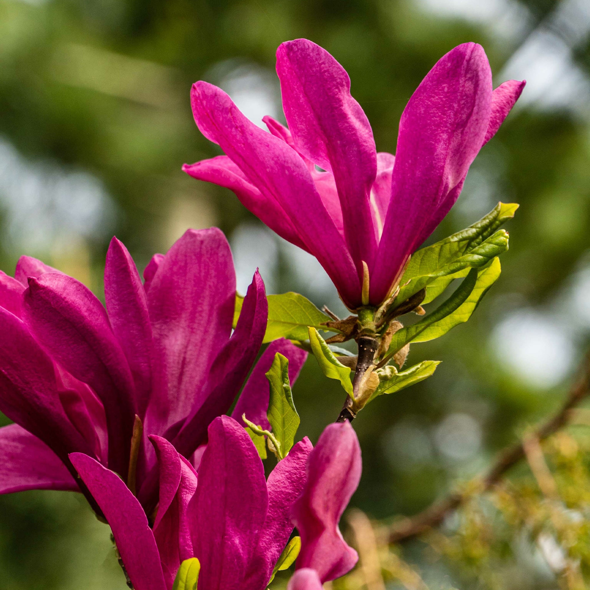 Bakker Magnolia Susan arbuste pot 2L 40-50cm fuchsia