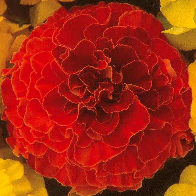 Bakker Oeillet d'Inde Solar Red F1 graine sachet 25 rouge