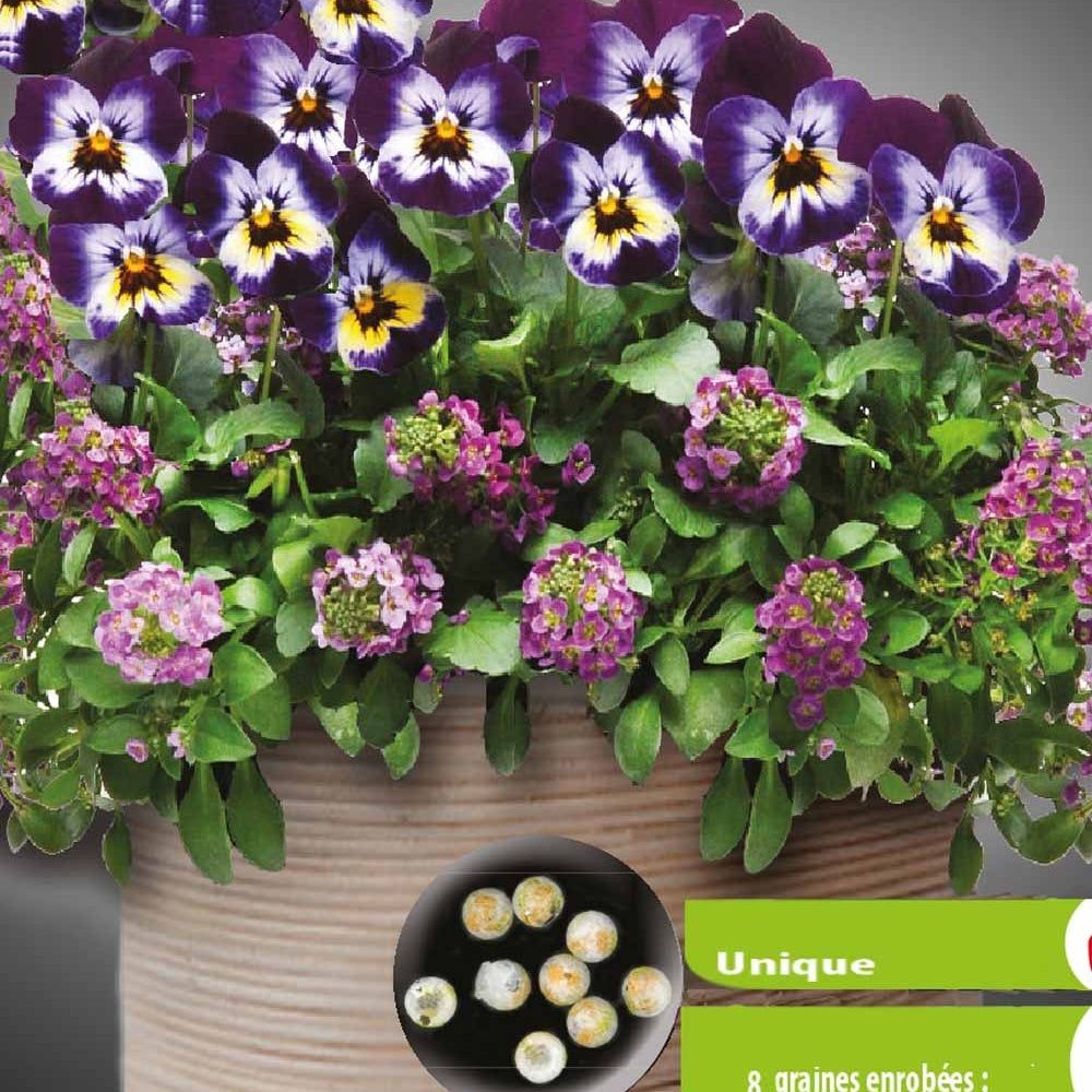 Bakker Pensées Lobularia Wine Cooler Sachet 7 Graines
