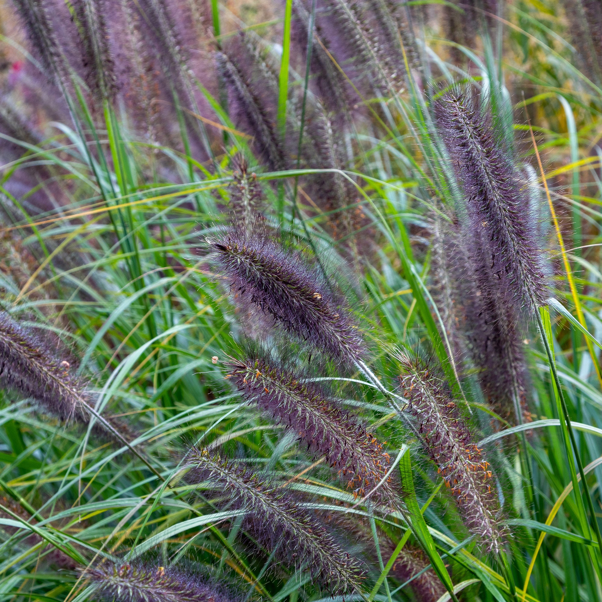 Bakker Pennisetum Black Beauty herbe pot Ø 9cm